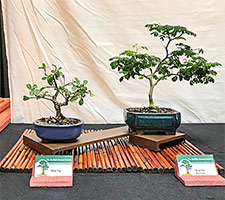 Chinese Elm Penjing